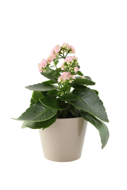 Nahaufnahme der hausgemachten Topfpflanze Kalanchoe mit rosa Blüten isoliert auf weißem Hintergrund