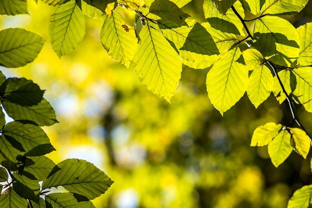 Nahaufnahme der hellen lebendigen Blätter auf einem Ast im Herbstpark