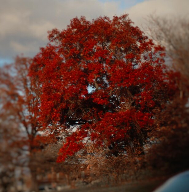 Foto nahaufnahme der herbstblätter