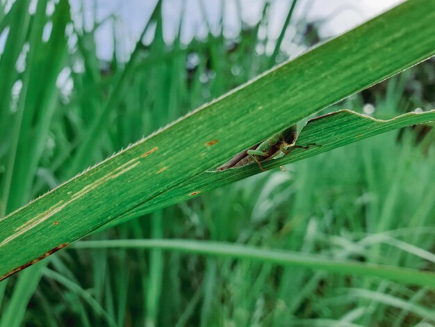 Nahaufnahme der Heuschrecke auf dem tropischen Blatt des grünen Blatthintergrundes des schönen Naturkonzeptes