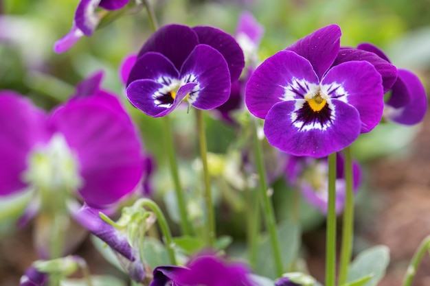 Foto nahaufnahme der hornvioletten stiefmütterchenblume in der natur im frühling