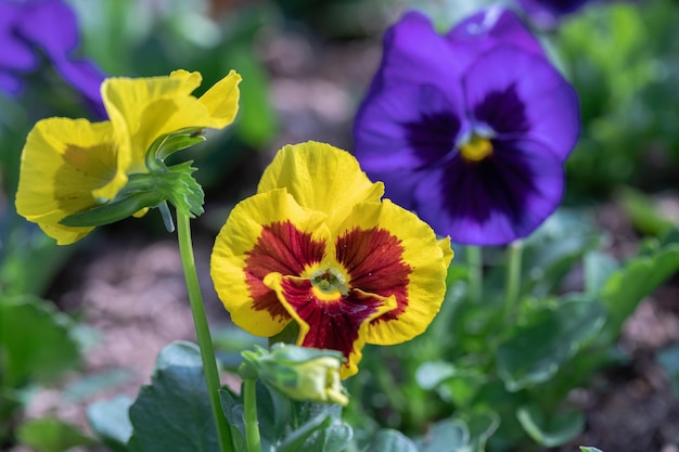 Foto nahaufnahme der hornvioletten stiefmütterchenblume in der natur im frühling