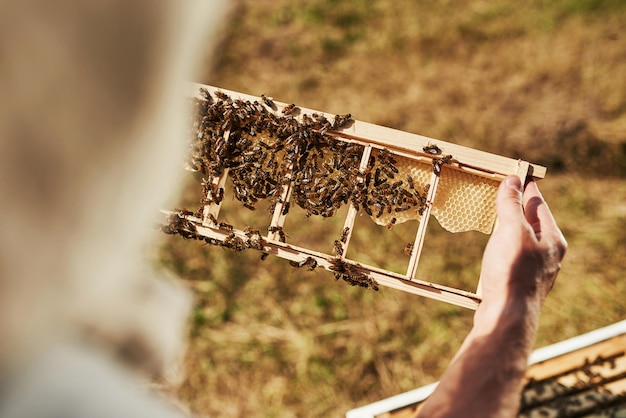Nahaufnahme. Der Imker arbeitet an sonnigen Tagen mit Waben voller Bienen im Freien.