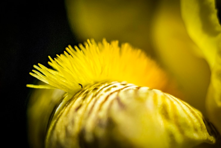 Foto nahaufnahme der iris einer gelben blütenpflanze