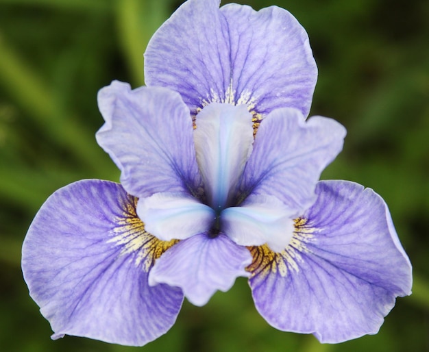 Nahaufnahme der Irisblume