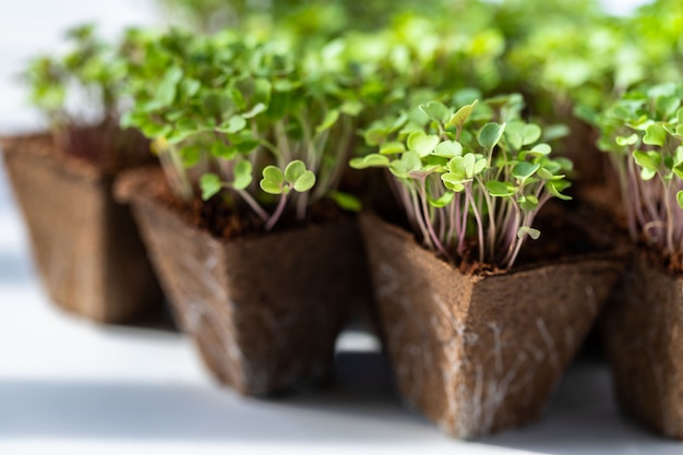 Foto nahaufnahme der jungen grünen sprossen-rucola mit wurzeln im biologisch abbaubaren torftopf für sämling