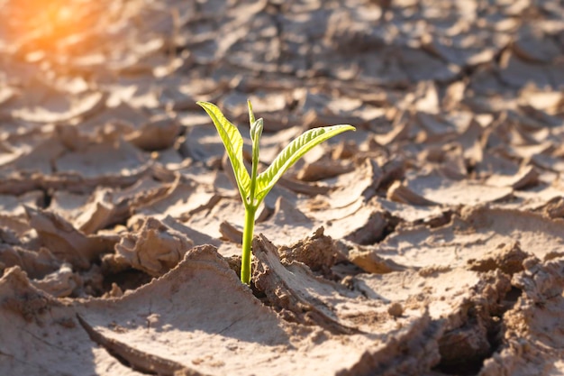 Nahaufnahme der jungen Pflanze, die auf trostlosem Land aufwächstNeues LebenskonzeptKleine Pflanzen auf der Crack EarthfreshseedPhoto Konzeptidee für frische und neue Hoffnungen