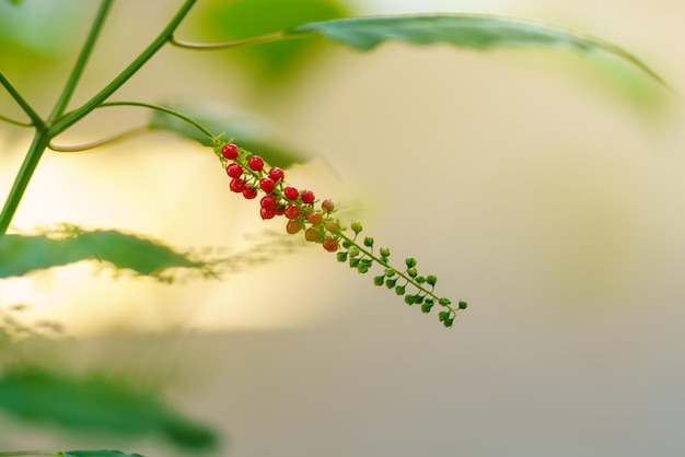 Nahaufnahme der jungen roten und grünen Mini-Blume mit grünem Blatt unter Sonnenlicht mit Kopierraum unter Verwendung von Naturpflanzen als Hintergrund, Landschaftsökologie-Deckblattkonzept