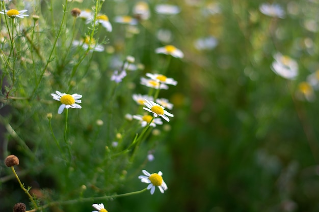 Nahaufnahme der Kamille auf dem Feld am sonnigen Tag