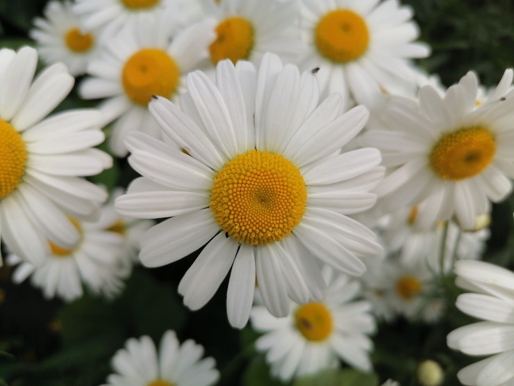 Nahaufnahme der Kamille im Garten