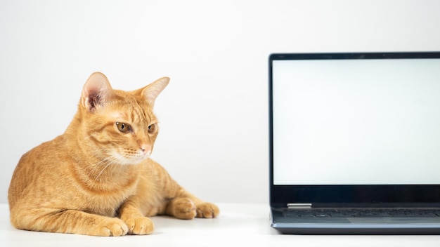 Nahaufnahme der Katze auf dem Tisch mit weißem Bildschirm des Laptops