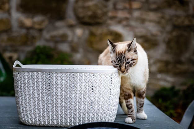 Nahaufnahme der Katze, die wegschaut