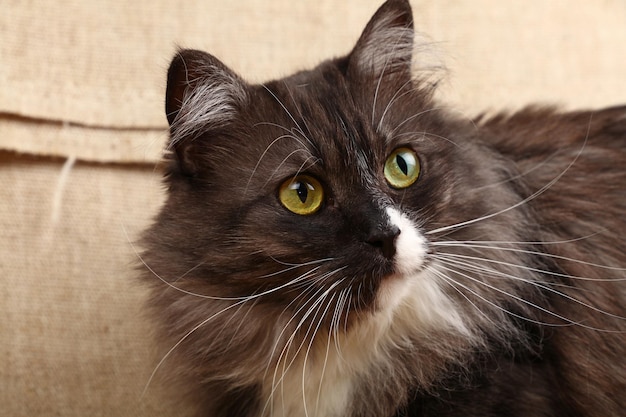 Nahaufnahme der Katze, die wegschaut