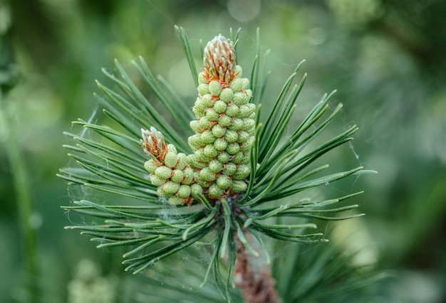 Nahaufnahme der Kiefernblüte