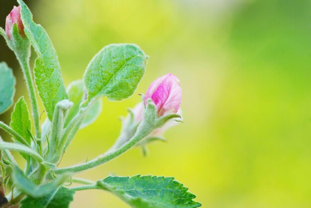 Nahaufnahme der Kirschblüten