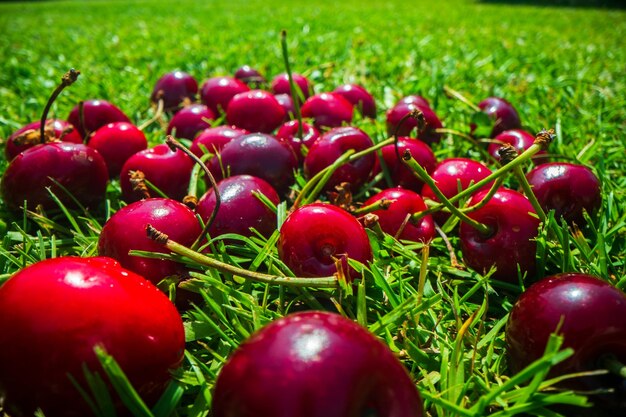 Nahaufnahme der Kirschenernte, die auf grünem Gras im Garten liegt. Das Konzept gesunder Lebensmittel, Vitamine, Landwirtschaftsmarkt, Kirschverkauf