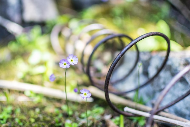 Nahaufnahme der kleinen Blumen, die in der Nähe der Metallfeder wachsen