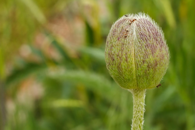 Nahaufnahme der Knospe der Mohnblume im Garten