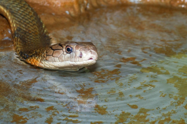 Nahaufnahme der Königskobra auf dem Wasser