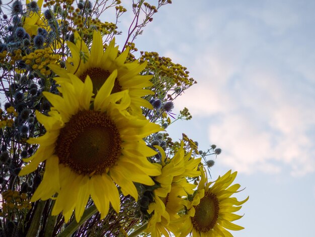 Nahaufnahme der Köpfe der Sonnenblumen-Stechpalmen Eryngium und Rainfarn gegen den Himmel