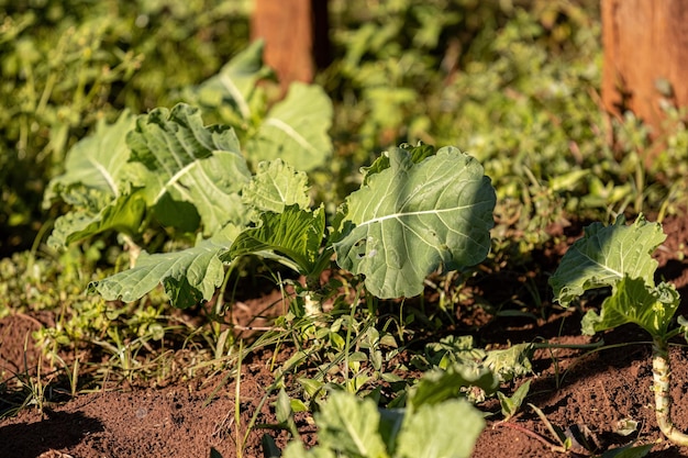 Nahaufnahme der Kohlgemüsepflanze der Art Brassica oleracea in einem Gemüsegarten