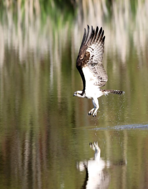 Foto nahaufnahme der landung eines ospreys auf dem see