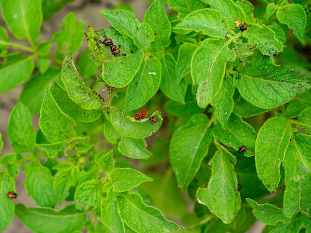 Nahaufnahme der Larven des Kartoffelkäfers auf Kartoffelblättern. Schädlinge, Insekten