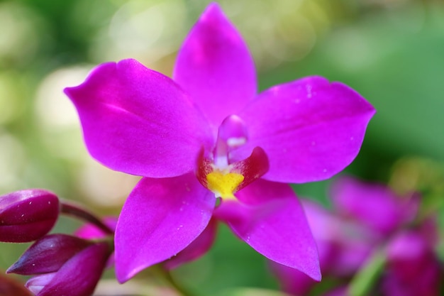 Nahaufnahme der lebendigen lila Orchidee, die im sanften Sonnenlicht blüht