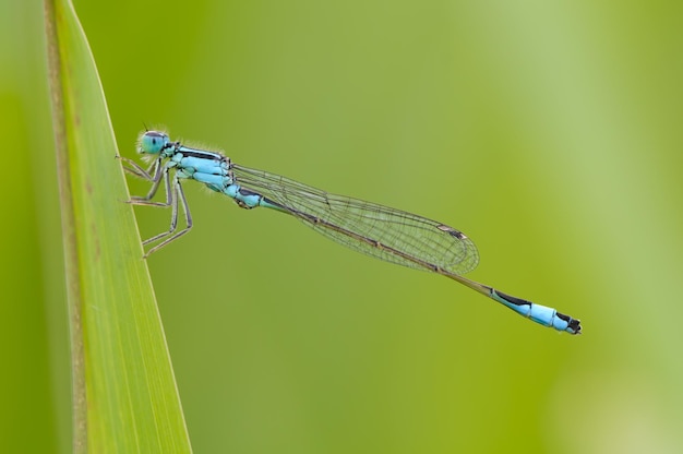 Nahaufnahme der Libelle Blue tailed Damselfly