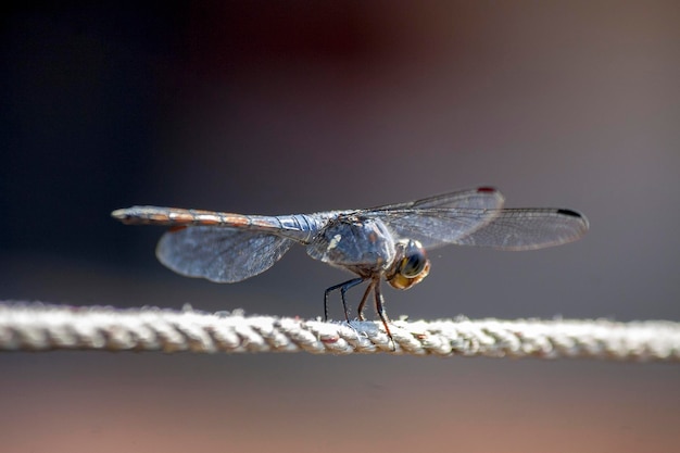 Foto nahaufnahme der libelle