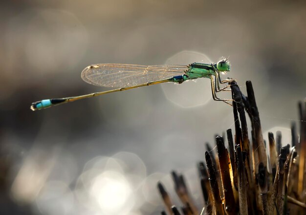 Foto nahaufnahme der libelle