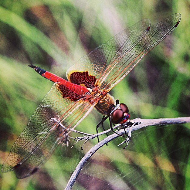 Nahaufnahme der Libelle