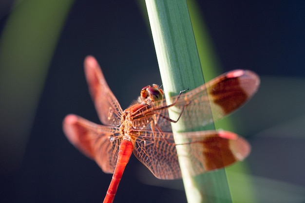 Foto nahaufnahme der libelle