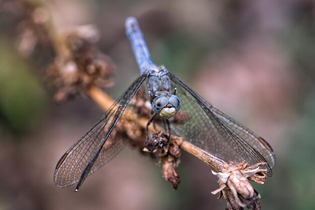 Foto nahaufnahme der libelle