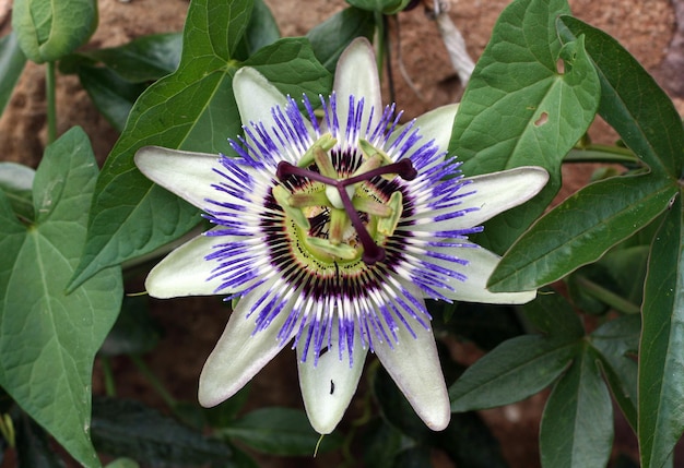 Foto nahaufnahme der lila blüte in blüte