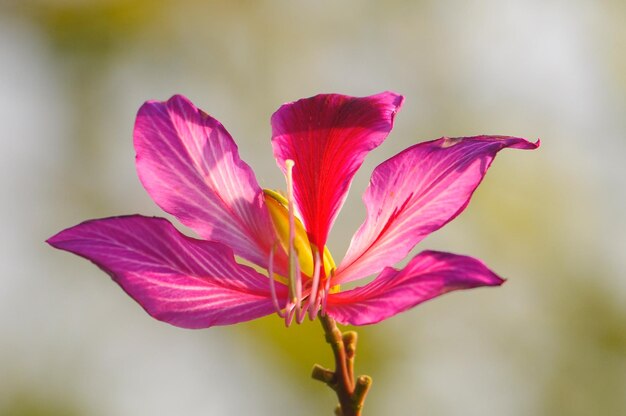 Foto nahaufnahme der lila blume