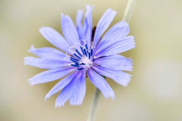 Nahaufnahme der lila Blume