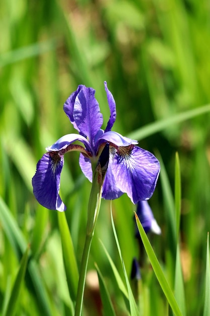 Foto nahaufnahme der lila irisblüte