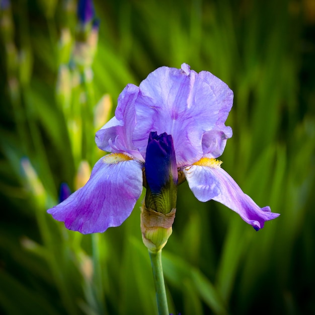 Foto nahaufnahme der lila irisblüte