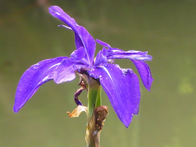 Foto nahaufnahme der lila irisblüte