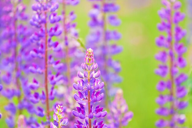 Nahaufnahme der lila Lupine in der Sommerwiese