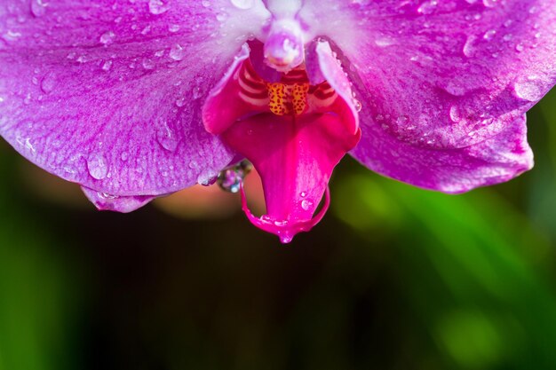 Nahaufnahme der lila Orchidee mit Wassertropfen