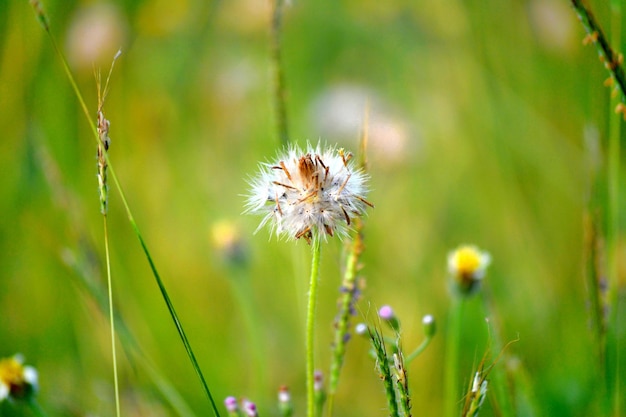 Foto nahaufnahme der löwenzahnblume auf dem feld