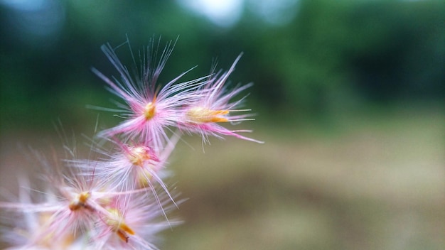 Foto nahaufnahme der löwenzahnblume