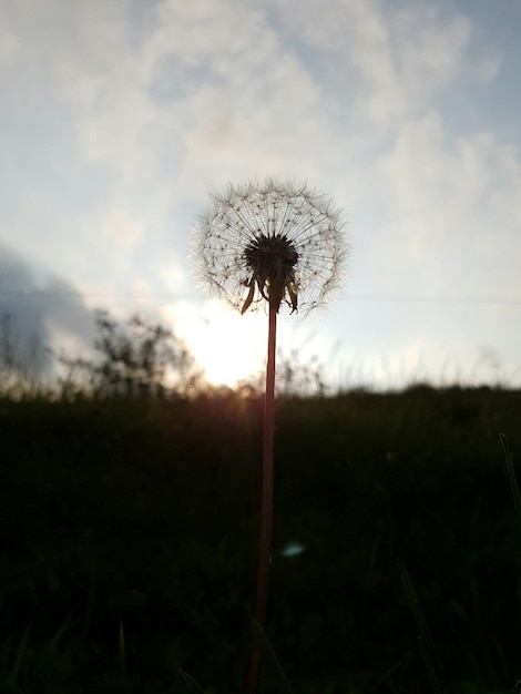 Foto nahaufnahme der löwenzahnblume