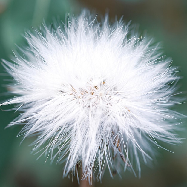 Foto nahaufnahme der löwenzahnblume