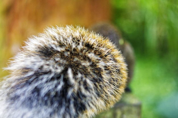 Foto nahaufnahme der löwenzahnblume