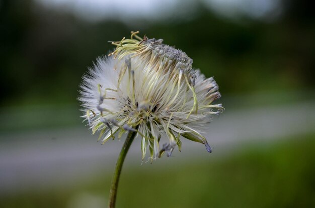 Foto nahaufnahme der löwenzahnblume