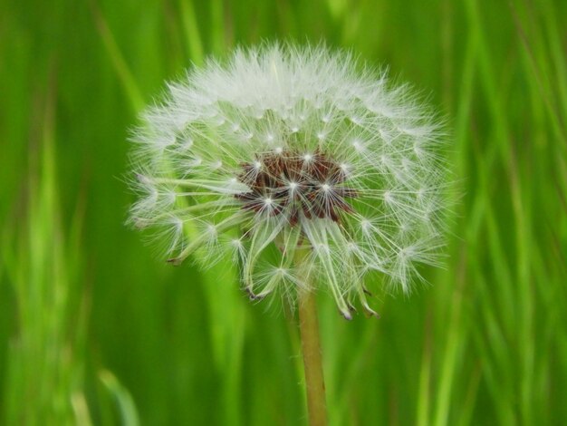 Nahaufnahme der Löwenzahnblume