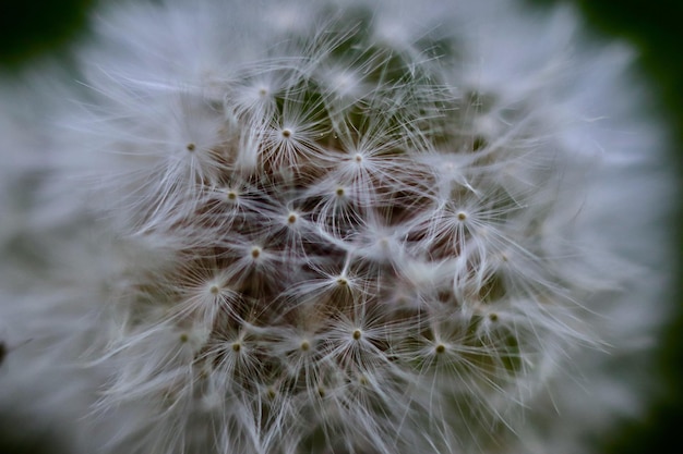 Nahaufnahme der Löwenzahnblume